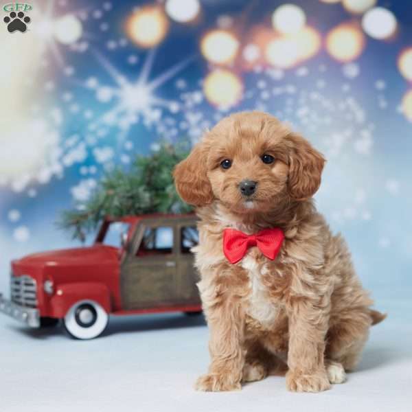 Sammie, Mini Goldendoodle Puppy